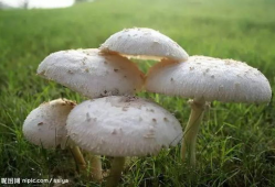 蘑菇爆料官方网吃瓜,揭秘娱乐圈最新吃瓜大事件